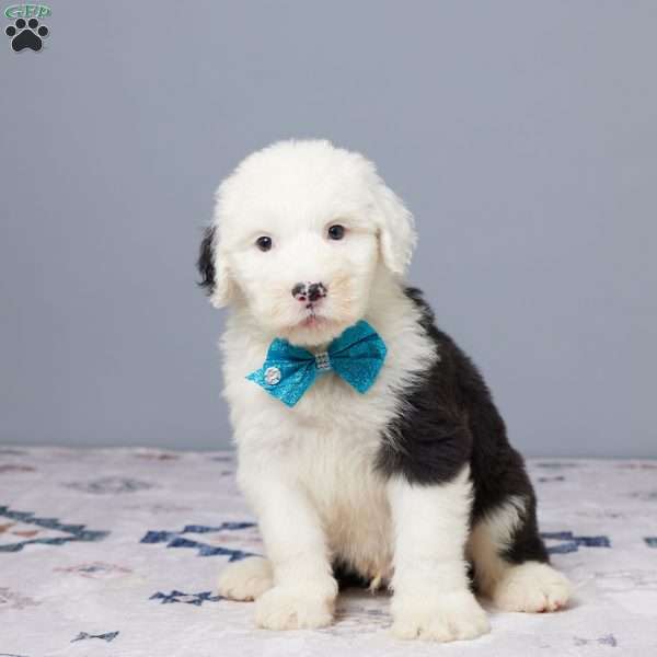 Denver, Old English Sheepdog Puppy